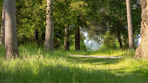 View of the woodlands with a path in the background and trees and grass in the foreground.